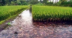 sistema de aquaponia com peixes e plantacao de arroz