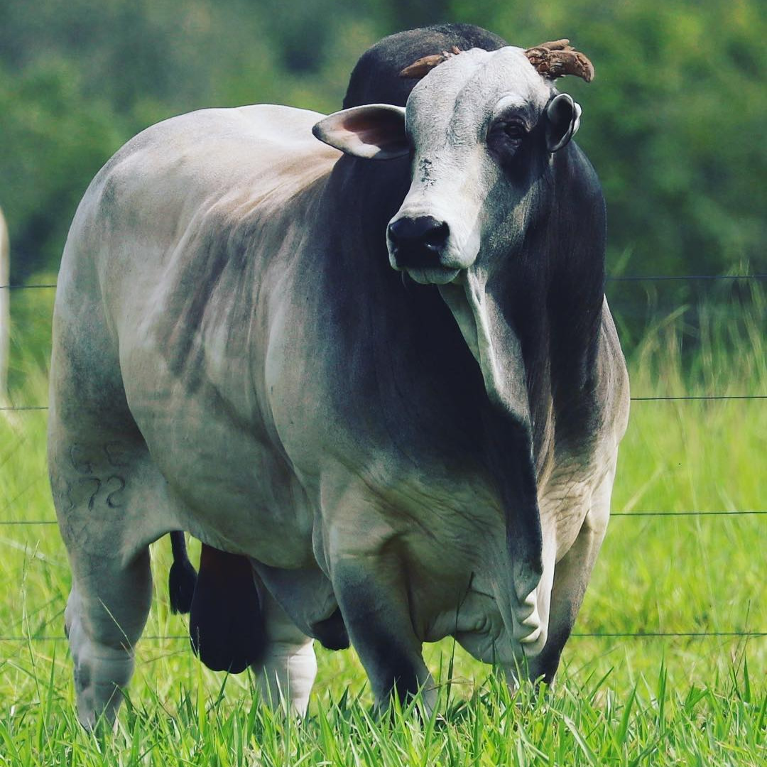 touro nelore gurupi da fazenda elge