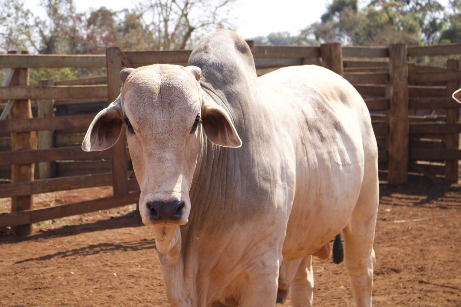 touro nelore no iz de sertaozinho no curral para manejo