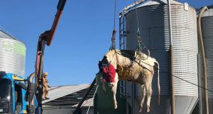 vaca cai em ordenha robotizada e bombeiros sao acionados