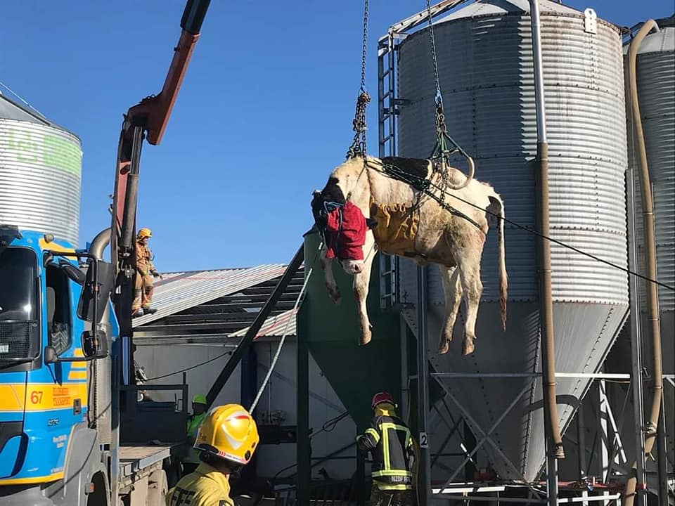 vaca cai em ordenha robotizada e bombeiros sao acionados