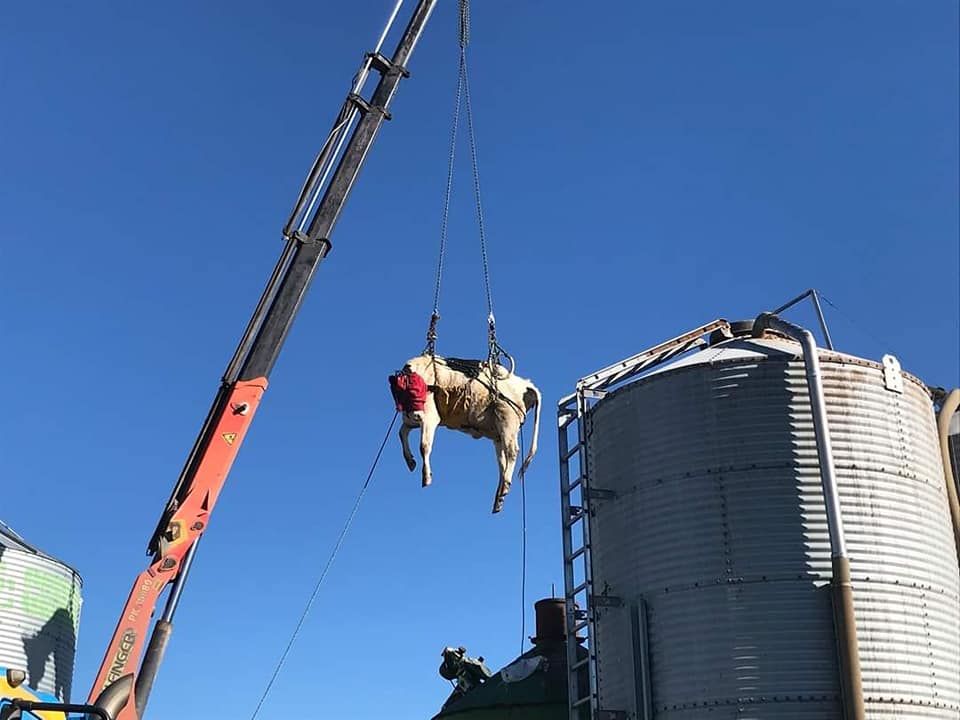 vaca cai em ordenha robotizada e bombeiros sao acionados