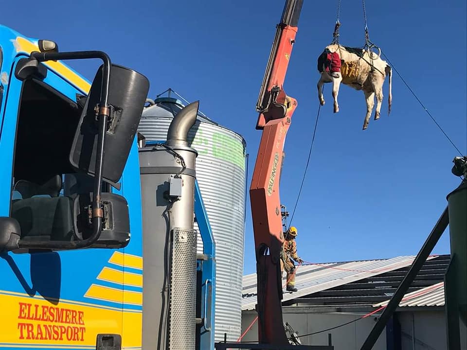 vaca cai em ordenha robotizada e bombeiros sao acionados