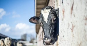 vaca-de-leite-no-estabulo-1021x580