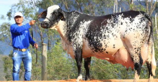 vaca ortiga