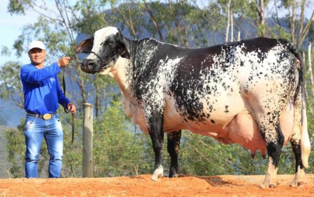 vaca-ortiga