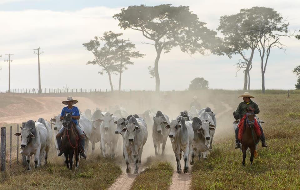 vaqueiros tocando a boiada na estrada - touros nelore com vaqueiros - poeira da estrada