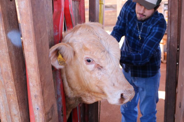 veterinario brincado animal no brete veterinario brincado animal no brete