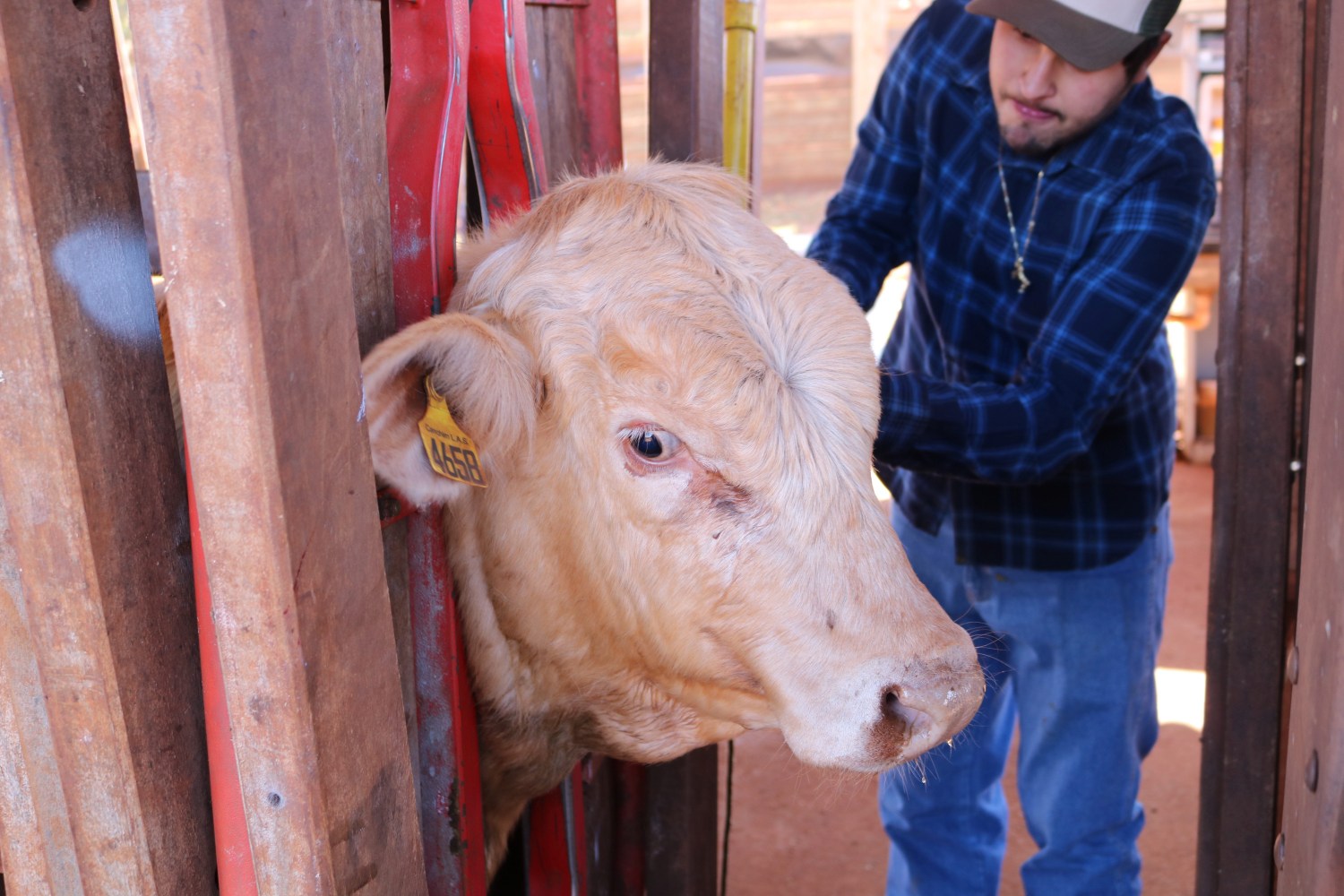 veterinario brincado animal no brete