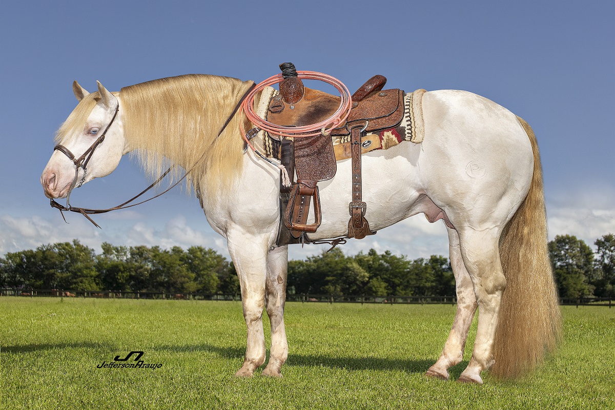 Nokota é uma raça de cavalo rara na América do Norte - Team Roping Brasil