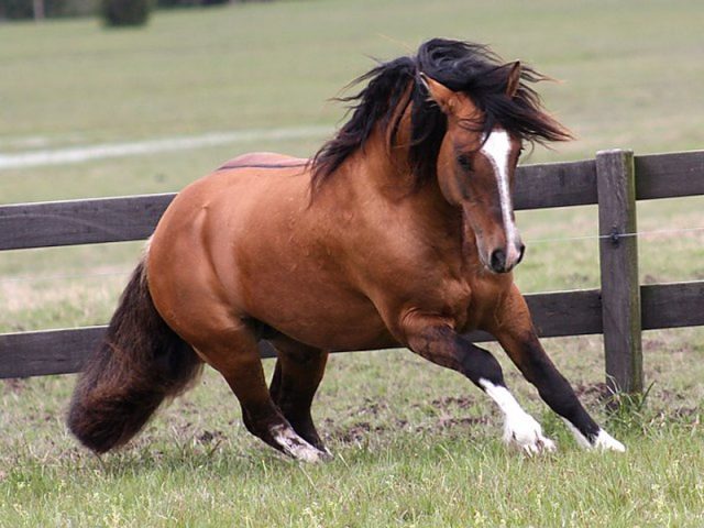 cavalo Crioulo