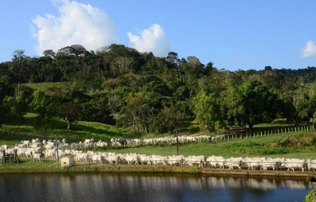 meio ambiente boiada