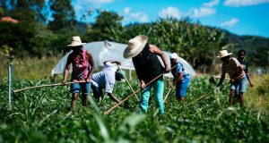 agricultura familiar