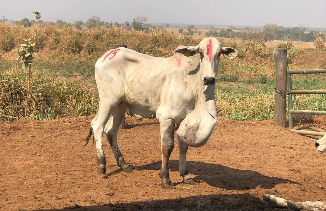 Edema de Barbela em bovino