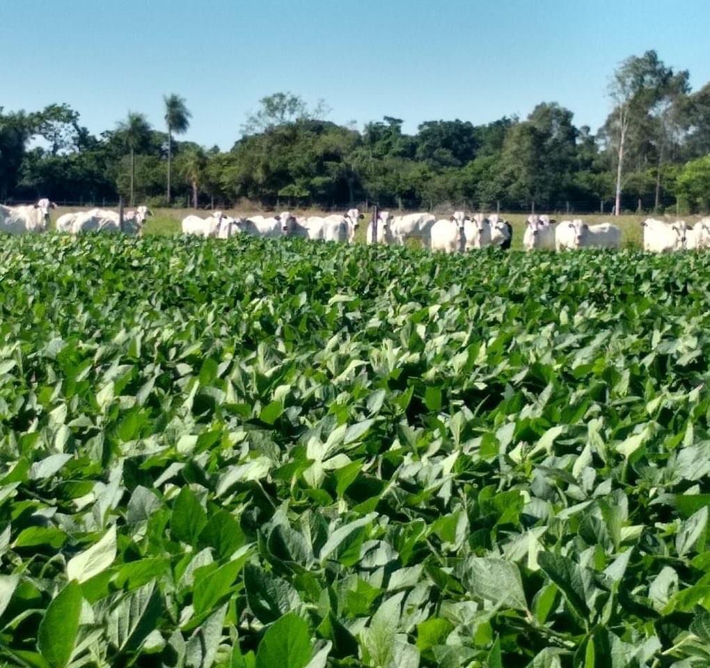 Família torna fazenda eficiente e rentável com a ILP