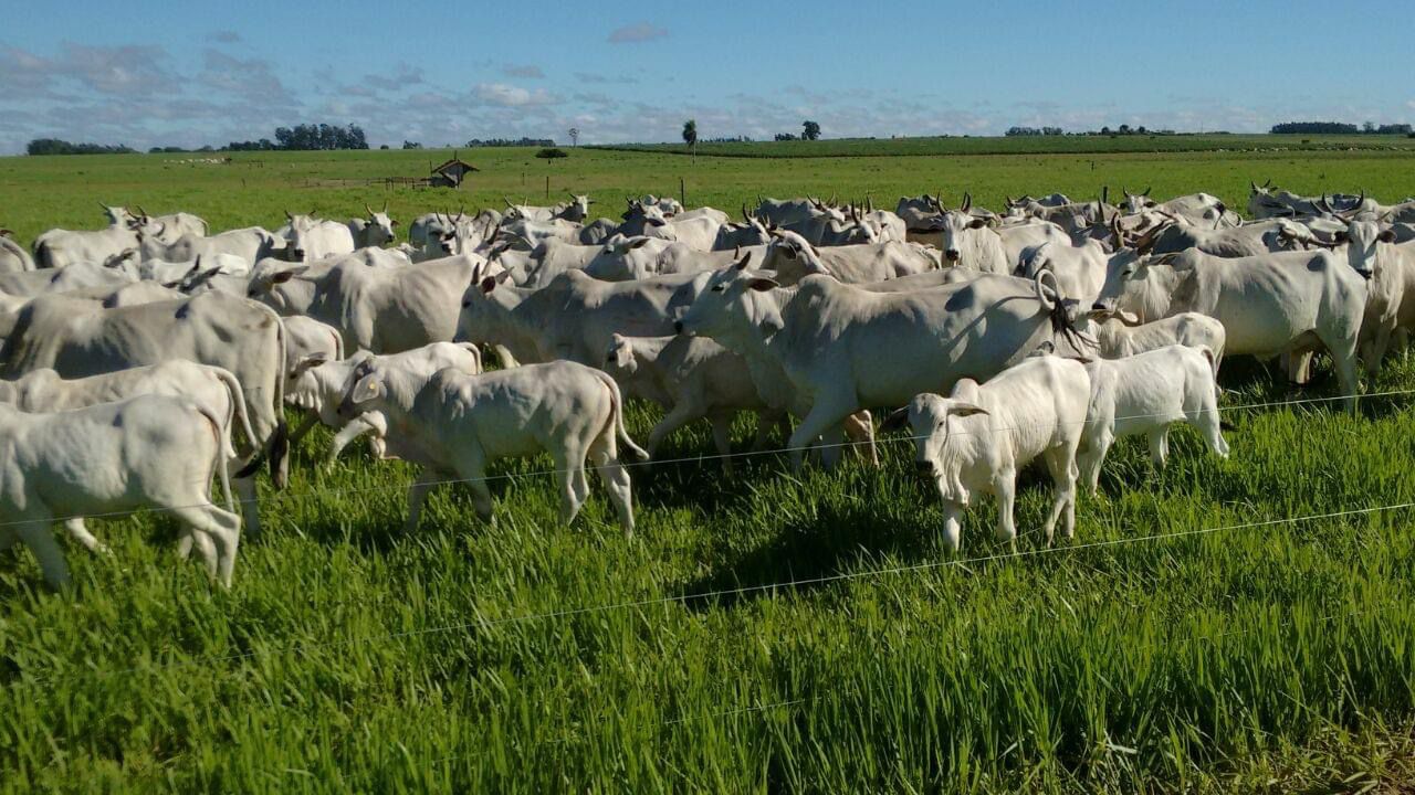 Família torna fazenda eficiente e rentável com a ILP