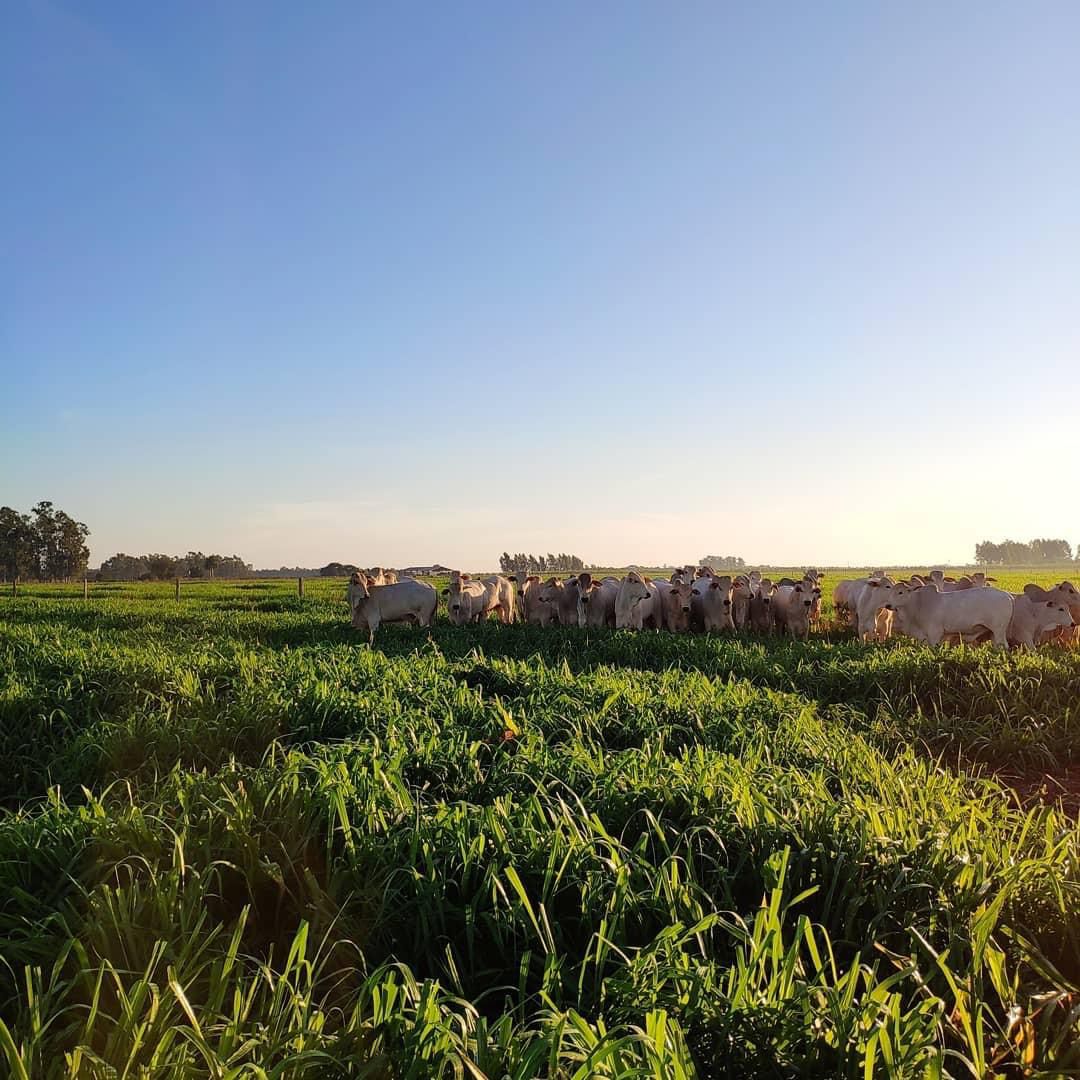 Família torna fazenda eficiente e rentável com a ILP