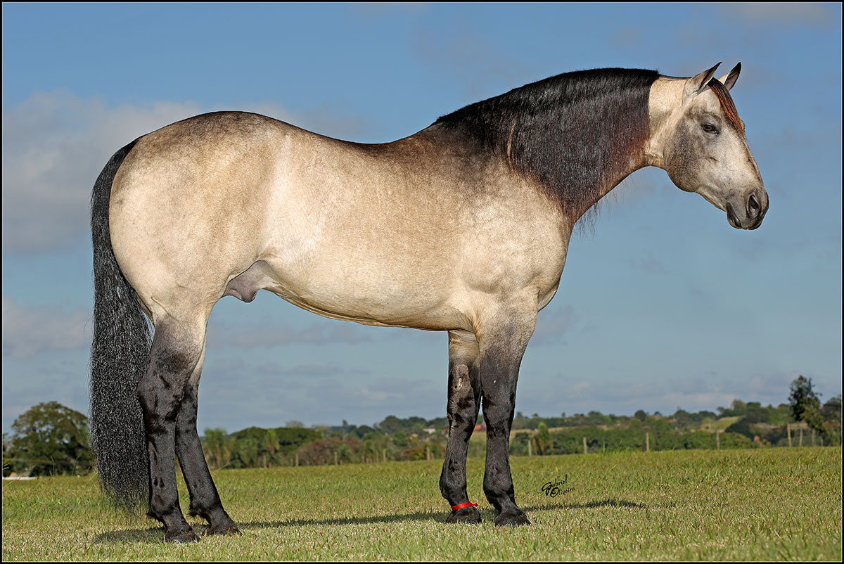 Nokota é uma raça de cavalo rara na América do Norte - Team Roping Brasil