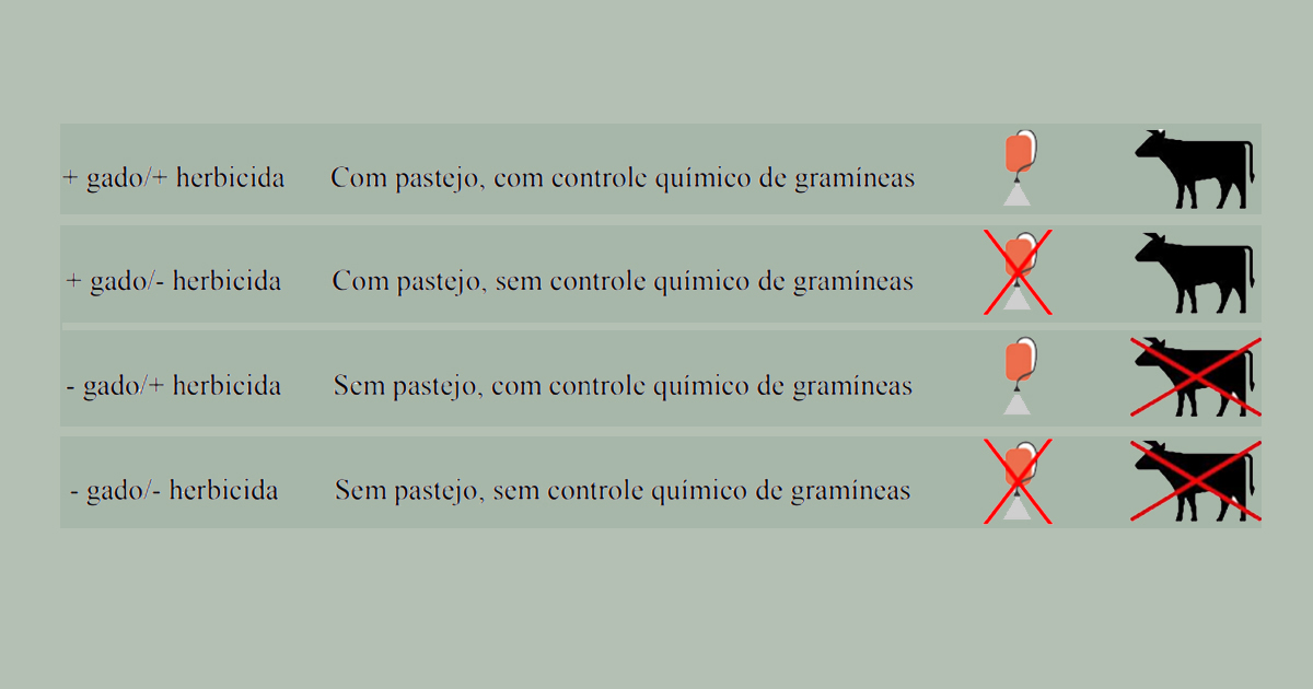 A metodologia foi baseada na implementação de quatro tipos de tratamentos, que avaliam o efeito do gado e do herbicida na restauração da vegetação.  Descrição de tratamento. Foto: Imagem extraída da tese do pesquisador