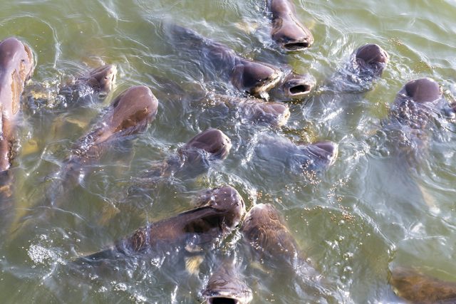Pangasius,Farm,Faithful,Food,Export,Business Pangasius,Farm,Faithful,Food,Export,Business