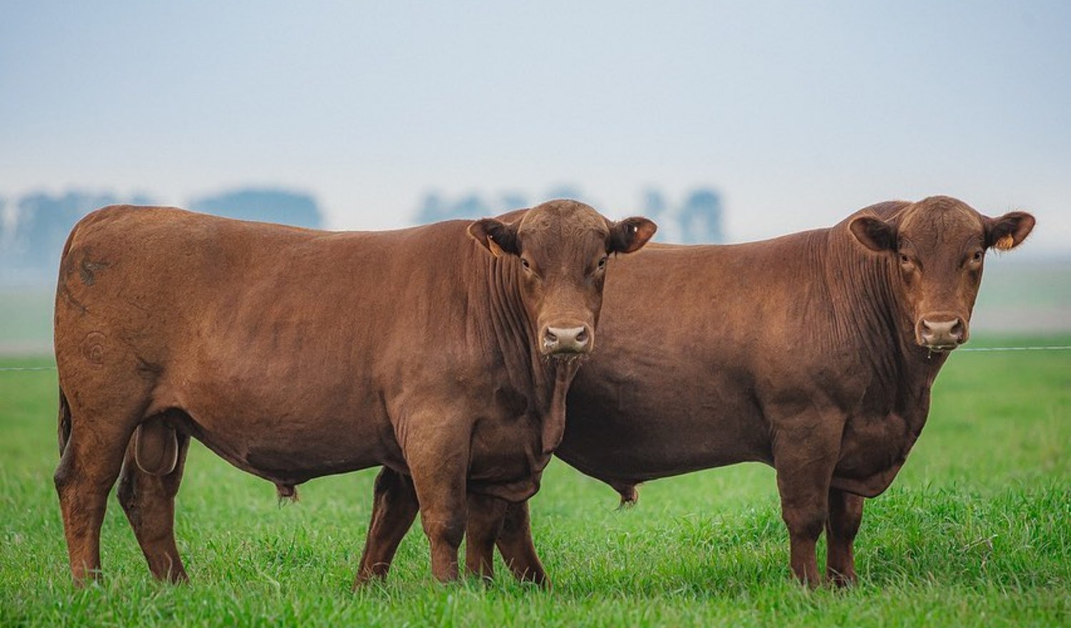 Red Angus - Crédito Gustavo Rafael Divulgação