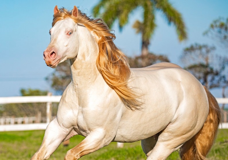 Nokota é uma raça de cavalo rara na América do Norte - Team Roping Brasil