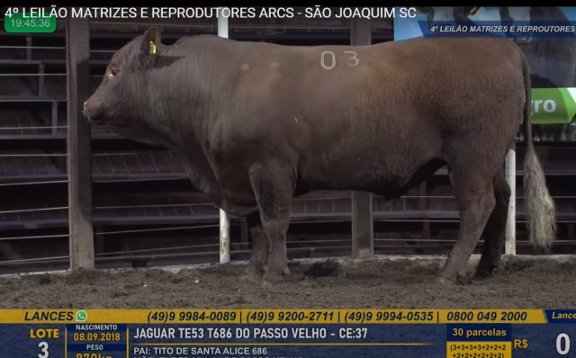 Touro Jaguar