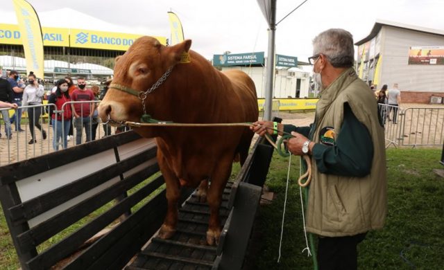Touro Limousin mais pesado da Expointer
