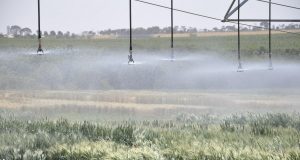 Trigo irrigado na Embrapa Cerrados (Planaltina, DF)