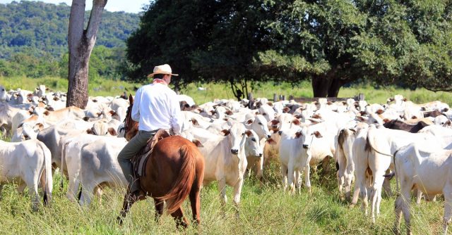 Apenas 10% dos animais da raça nelore possuem características genéticas para o marmoreio