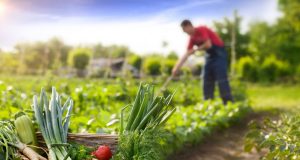 agricultura orgânica