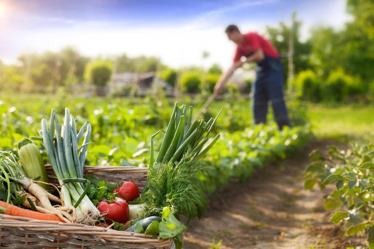 agricultura orgânica