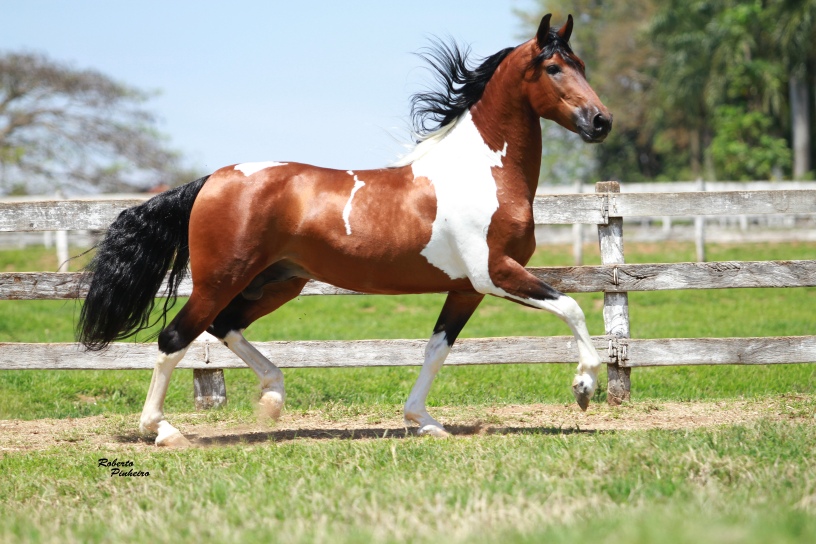 Desenho do cavalo Mangalarga – Foto de Museu Nacional do Cavalo Mangalarga  Marchador, Cruzília - Tripadvisor