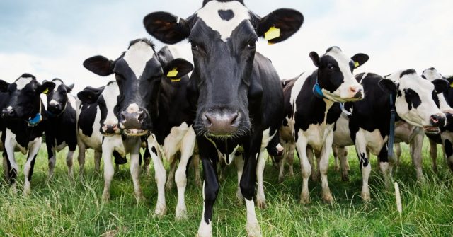 vacas