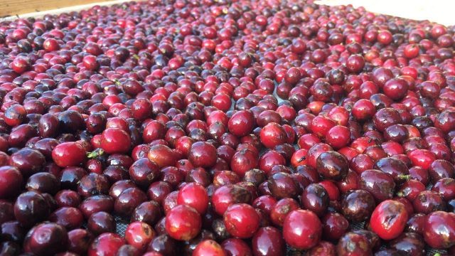 fermentaçãodecafé