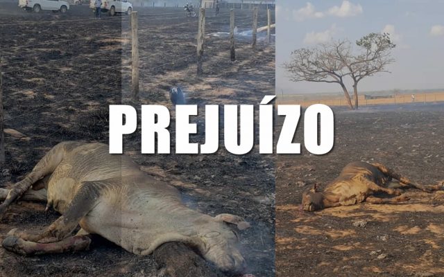 incendio-fazenda-mt-2