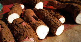 Ministério da Agricultura e Pecuária promove Reunião Técnica sobre vassoura-de-bruxa da mandioca na Embrapa Amapá