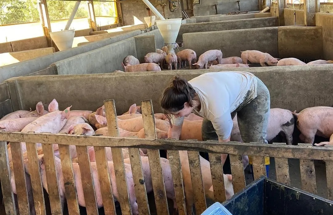 mulher alimentado os porcos na granja