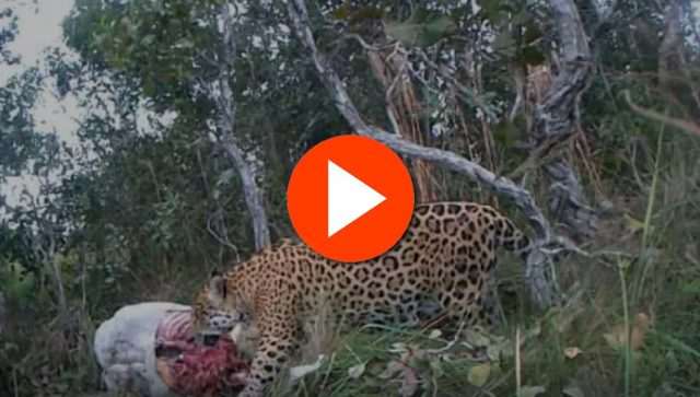 onça matando bezerro