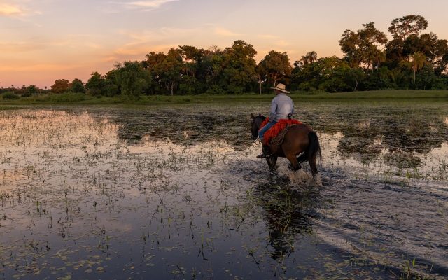 peao-pantanal-julios-dadalti