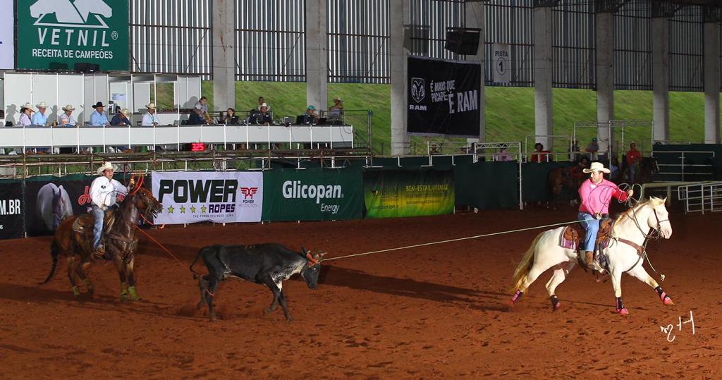 Nokota é uma raça de cavalo rara na América do Norte - Team Roping Brasil