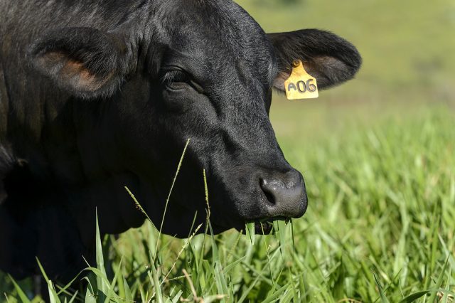 ser eficiente a pasto e uma obrigacao ser eficiente a pasto e uma obrigacao