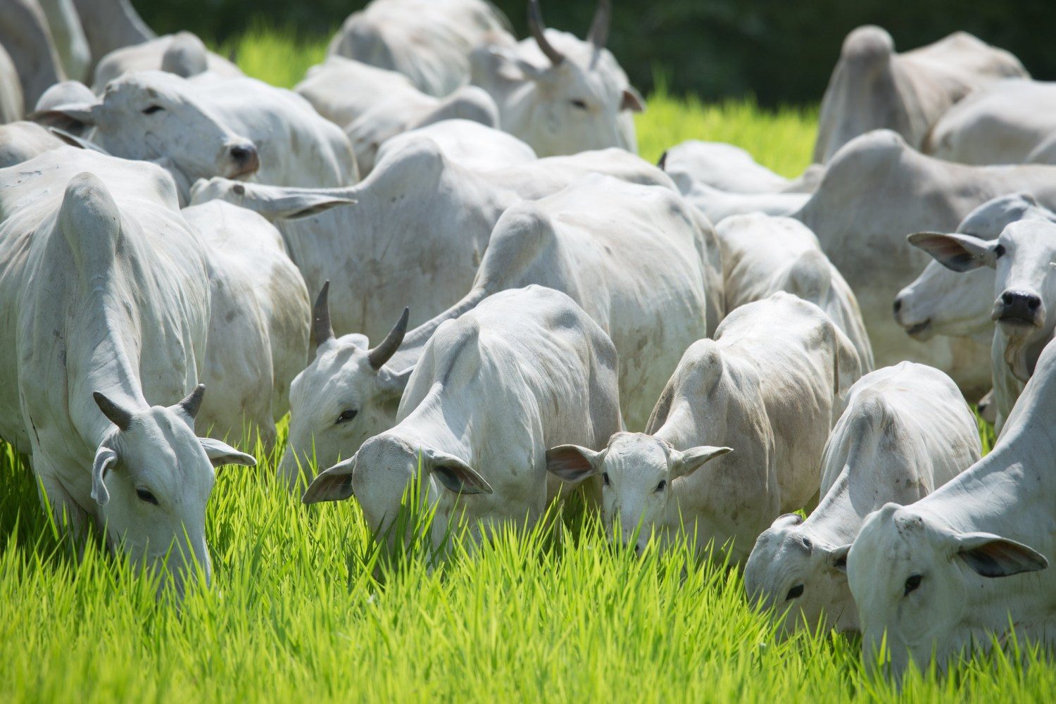 vacas nelore comendo pasto bom demais 1 com bezerrada ao pe