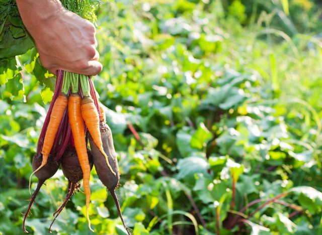 produção de alimentos