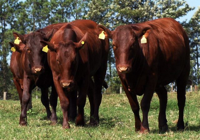China proíbe importação de carne