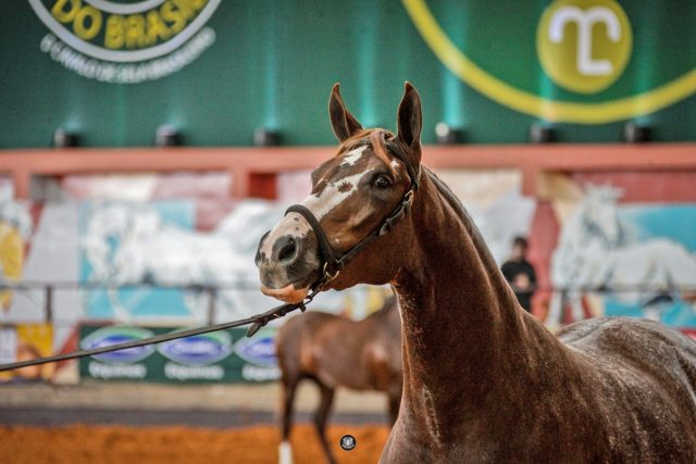43ª Expo Nacional Mangalarga prossegue até domingo 1b Legenda da Foto 1: Animais de muita qualidade estiveram em pista na fase inicial da 43ª Nacional / Foto: Márcio Mitsuishi.