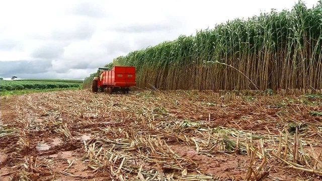 sorgo giganteboiviano