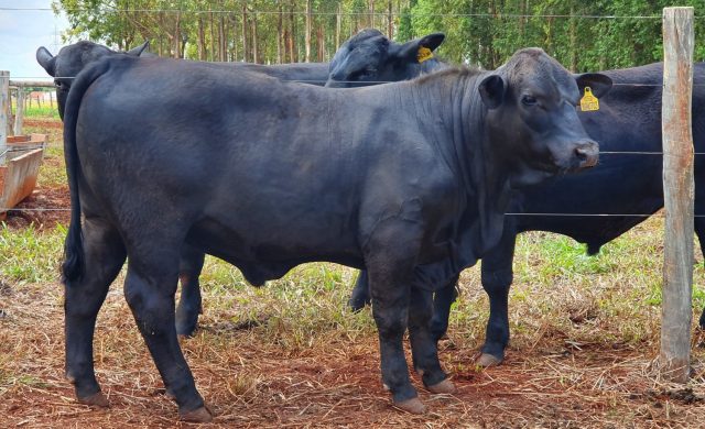 ABB e Programa Embrapa Geneplus divulgam vencedores da Prova Top Brangus Embrapa 2021 = Elite Bronze touro BGN0703, também da VPJ Pecuária