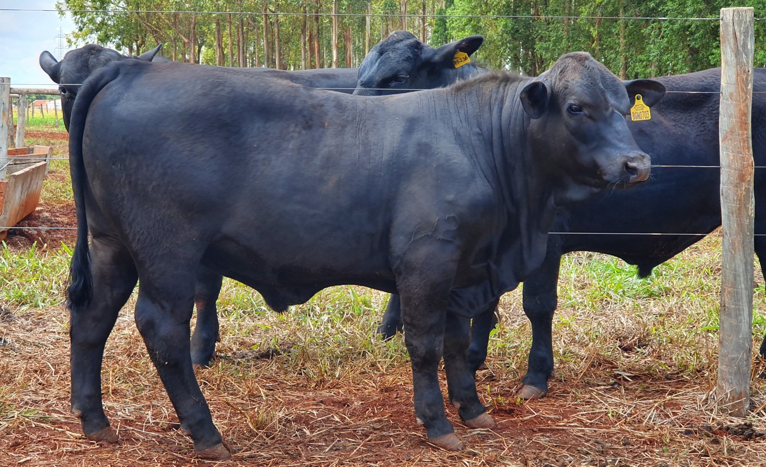 touro BGN0703, também da VPJ Pecuária