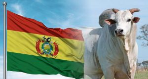 ANCP será responsável pela avaliação genética do gado na Bolívia